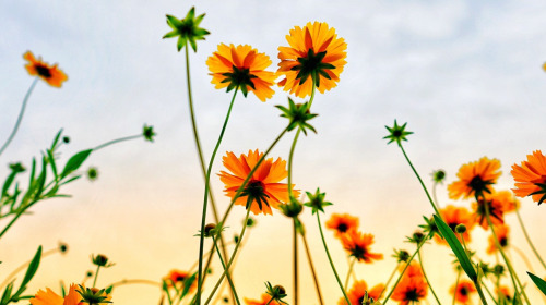 Introduzione alla pratica dell’amorevolezza